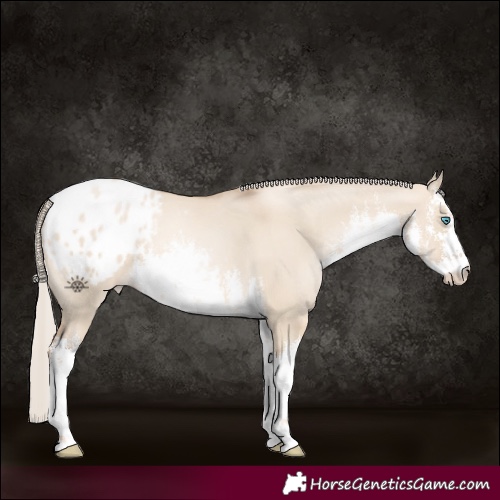 Horse Color:White Spotted Chocolate Palomino Dun Appaloosa