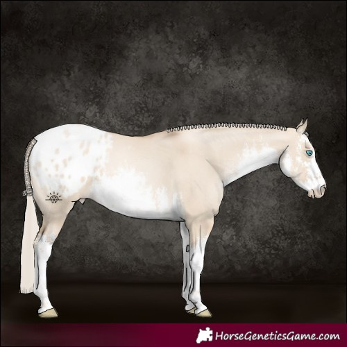 Horse Color:White Spotted Chocolate Palomino Dun Blanket