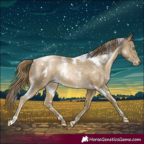 Horse Color:White Spotted Buckskin Pearl Appaloosa 