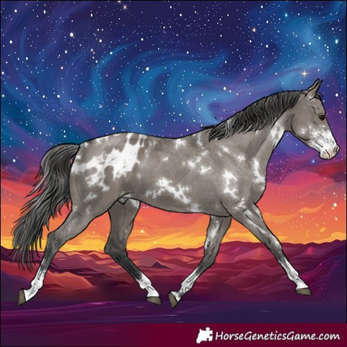 Horse Color:White Spotted Grullo Sabino Appaloosa 