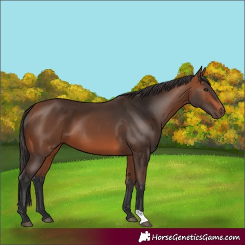 Horse Color:Bay 