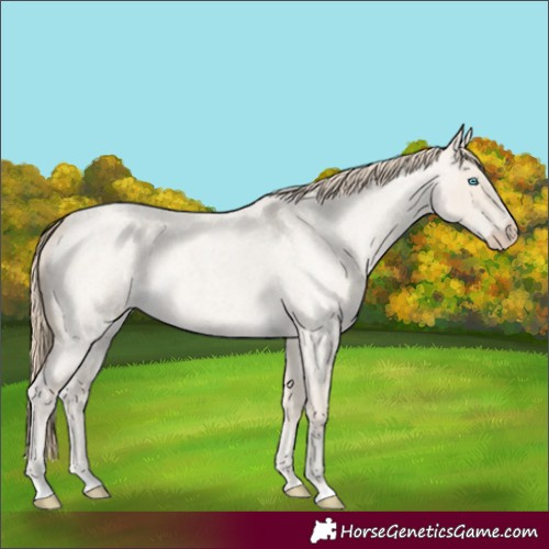 Horse Color:Smoky Creme Roan Dun 
