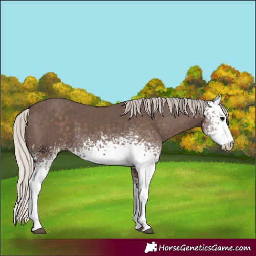 Horse Color:White Spotted Silver Black 