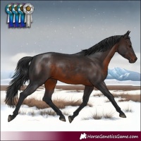 Horse Color:Brown Rabicano 