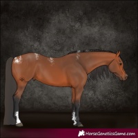Horse Color:Powder White Bay