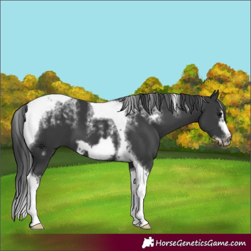 Horse Color:Powder White Black Tobiano Frame 