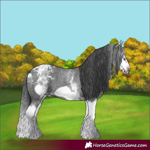 Horse Color:White Spotted Blue Roan Splash Frame Appaloosa 
