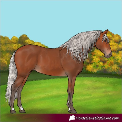 Horse Color:Silver Bay 