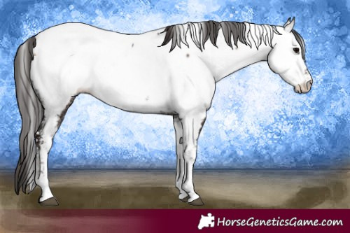 Horse Color:White Spotted Bay Ice Onyx Tobiano Appaloosa