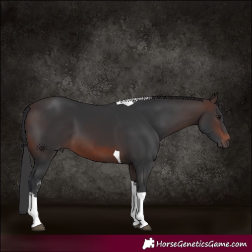 Horse Color:Brown Tobiano