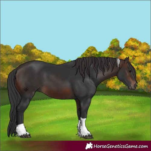 Horse Color:Brown Tobiano