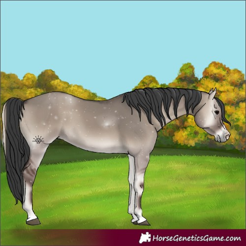 Horse Color:Grullo Onyx