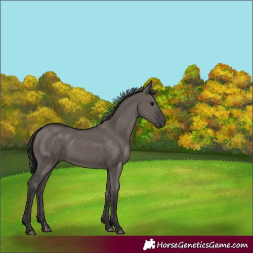 Horse Color:Smoky Grullo