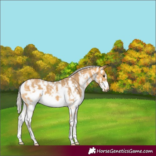 Horse Color:Silver Buckskin Sabino Frame Rabicano 