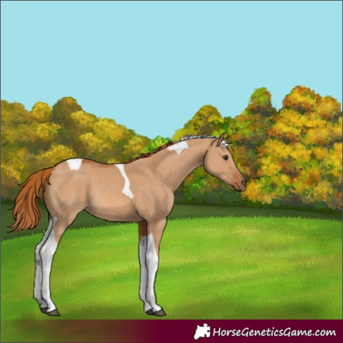 Horse Color:Unknown 