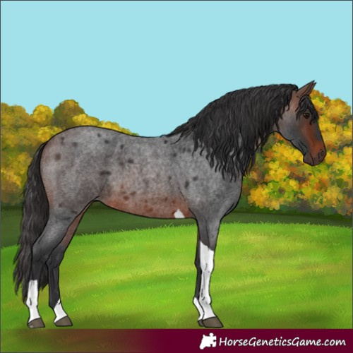 Horse Color:Brown Roan Tobiano