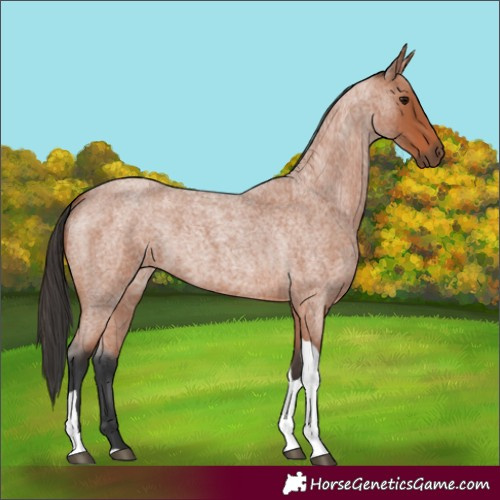 Horse Color:Bay Roan Tobiano