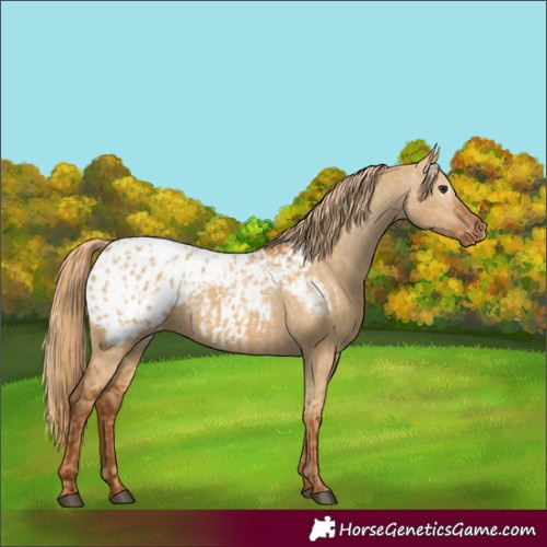 Horse Color:Red Dun Appaloosa and Gray Red Dun Appaloosa