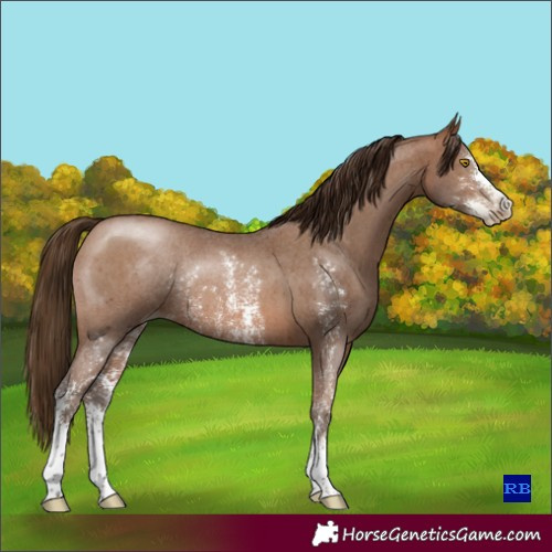 Horse Color:Gray Bay Pearl Sabino Rabicano 