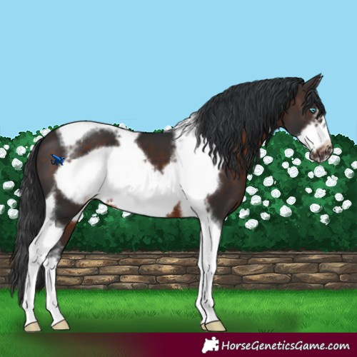 Horse Color:Brown Sabino Tobiano Frame 