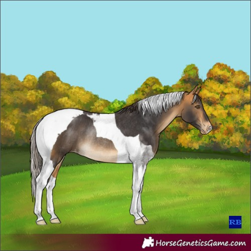 Horse Color:Buckskin Tobiano Appaloosa Rabicano 