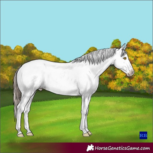 Horse Color:Bay Dun Sabino Skewed Appaloosa