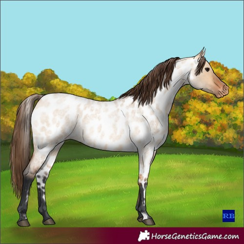 Horse Color:Bay Roan Dun Skewed Appaloosa 