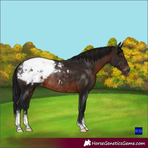 Horse Color:Gray Brown Sabino Appaloosa Rabicano 