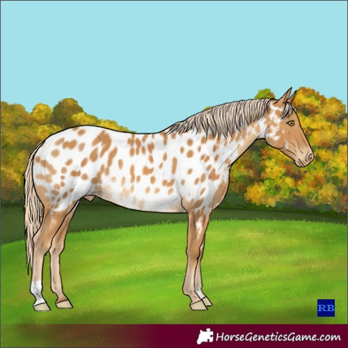Horse Color:Palomino Near Leopard