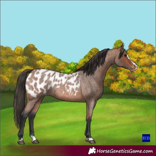 Horse Color:Bay Roan Splash Appaloosa Rabicano 