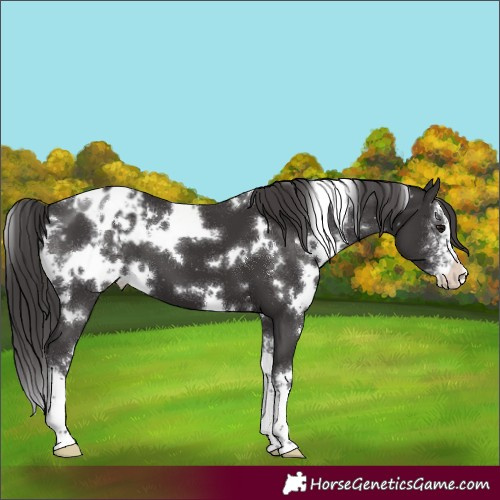 Horse Color:White Spotted Smoky Black Sabino Appaloosa