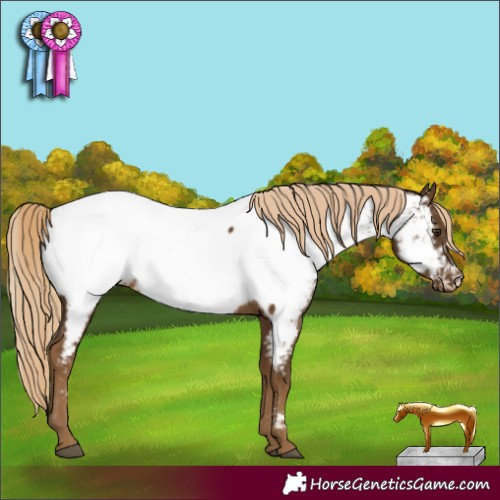 Horse Color:Chocolate Palomino Appaloosa Rabicano 