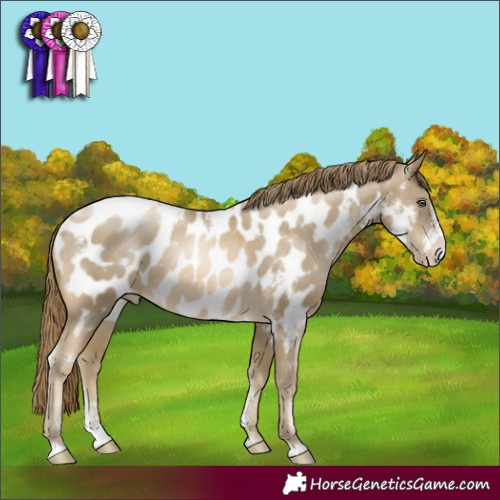Horse Color:White Spotted Smoky Black Pearl Sabino Appaloosa