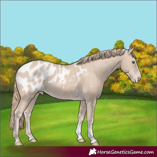 Horse Color:Smoky Creme Appaloosa