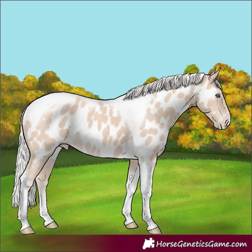 Horse Color:Silver Smoky Creme Tobiano Frame Appaloosa Rabicano