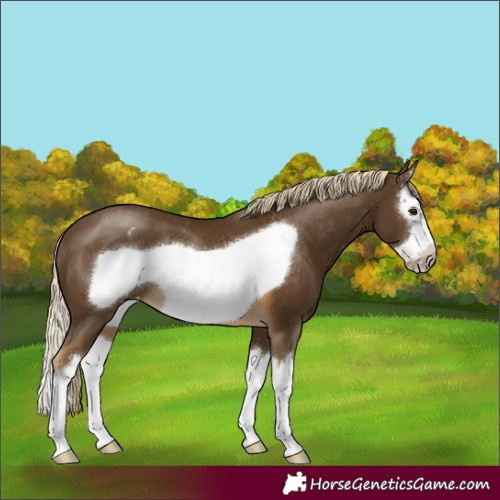 Horse Color:Chocolate Palomino Splash Frame Appaloosa