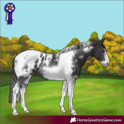 Horse Color:White Spotted Smoky Black Tobiano Frame Appaloosa Rabicano