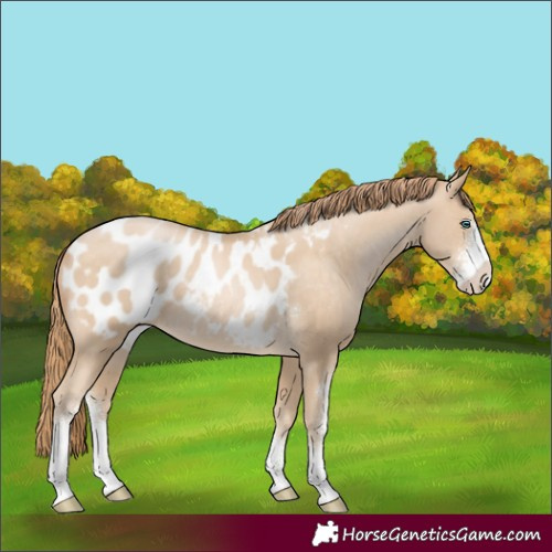 Horse Color:Buckskin Pearl Sabino Appaloosa