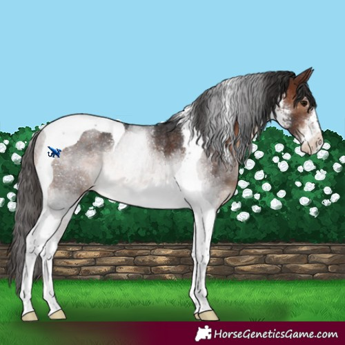 Horse Color:Brown Sabino Tobiano Appaloosa Rabicano