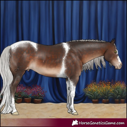 Horse Color:Silver Brown Tobiano Appaloosa