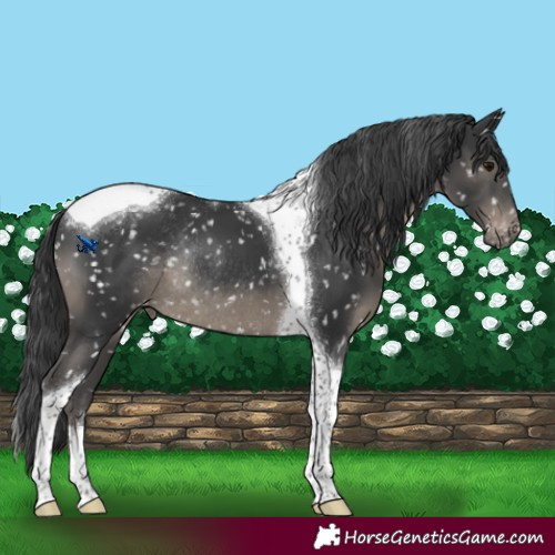 Horse Color:Black Tobiano Appaloosa Rabicano