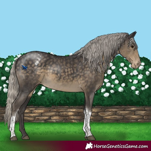 Horse Color:Silver Smoky Black Tobiano Appaloosa Rabicano 