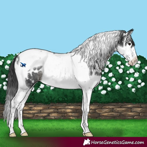 Horse Color:Black Splash Tobiano Appaloosa Rabicano 