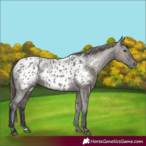 Horse Color:Grullo Blanket 
