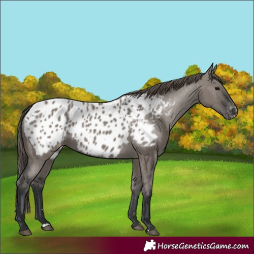 Horse Color:Grullo Appaloosa 
