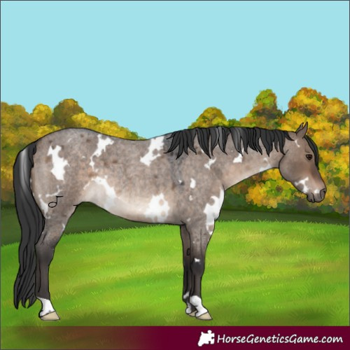 Horse Color:White Spotted Brown Roan Dun Rabicano