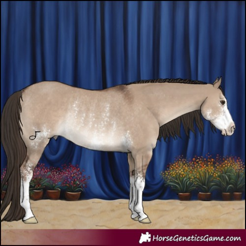 Horse Color:Liver Red Dun Sabino Rabicano 