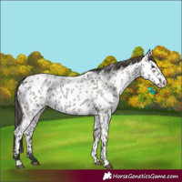Horse Color:Grullo Roan Near Leopard