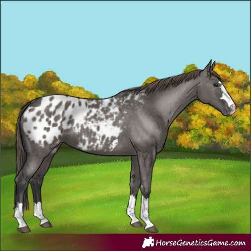 Horse Color:Grullo Appaloosa 