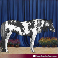 Horse Color:White Spotted Black Sabino